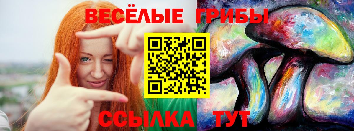 Псилоцибиновые грибы GOLDEN TEACHER  Вход с VPN  Псилоцибиновые грибы Psilocybe  Кингисепп 